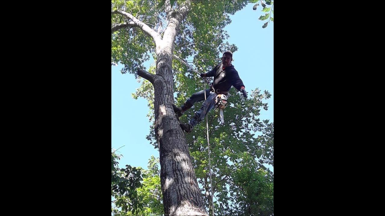 Gonzalez Tree Service