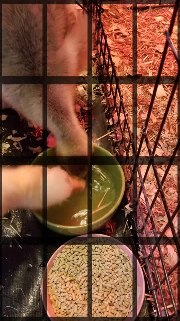 Tooey and Lemongrab are so adorably content with each other. :) #SparklegleamFarm #Tooey