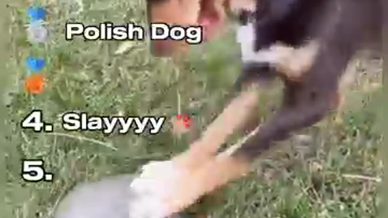 dog playing, dog lovers, funny animals, dog compilation, dog behavior,