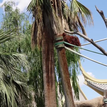 Baby Orangutan at El Paso Zoo in Texas