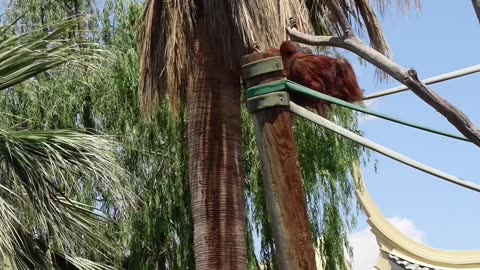 Baby Orangutan at El Paso Zoo in Texas