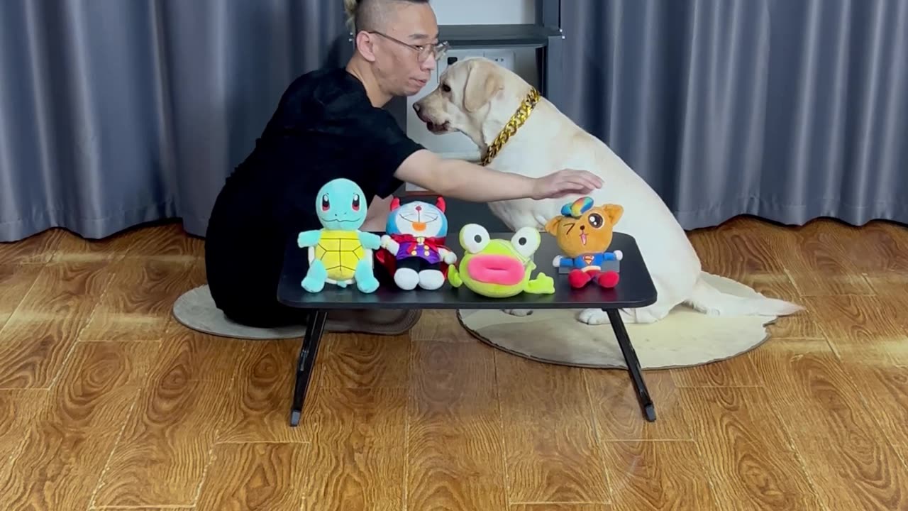 粉丝出难题，狗狗玩偶大挑战 Fans pose difficult questions, Dog plush toy challenge