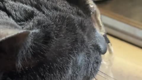 My Cat Is Broken