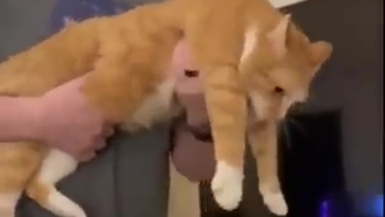 Cat gun