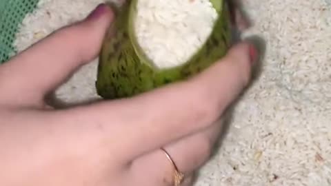 making lemang from pitcher plants