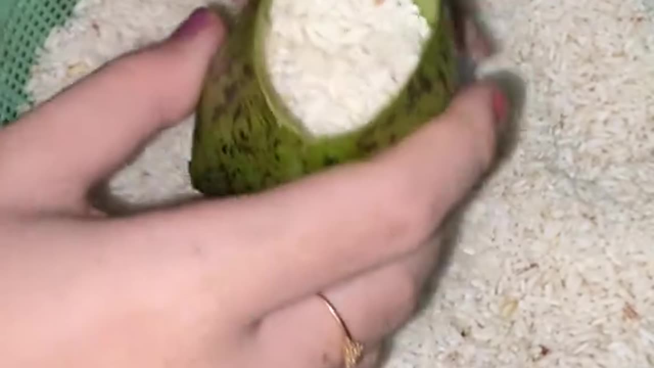 making lemang from pitcher plants