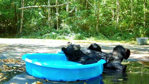 Relaxed Bear Gives Herself a Good Scratching