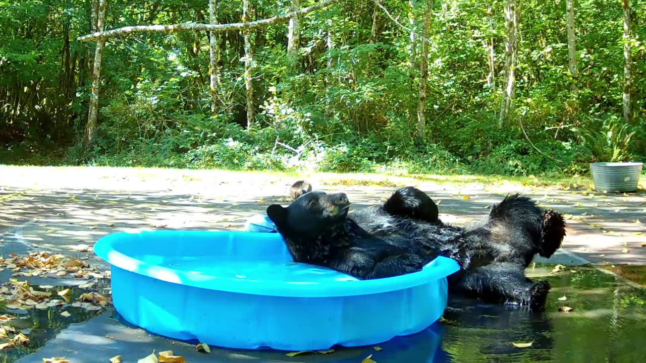 Relaxed Bear Gives Herself a Good Scratching