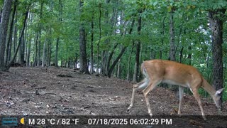 The Woods – 07/19/2025