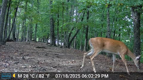 The Woods – 07/19/2025