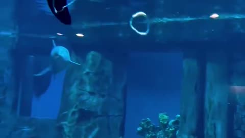 Dolphin gracefully controlling the ring of air