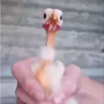 Impressive stabilization.