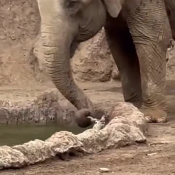 Elephant Saves Gazelle