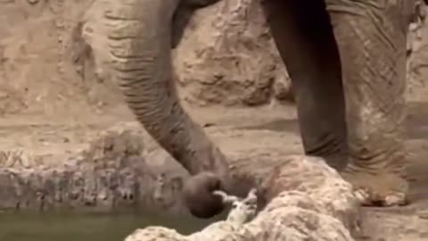 Elephant Saves Gazelle