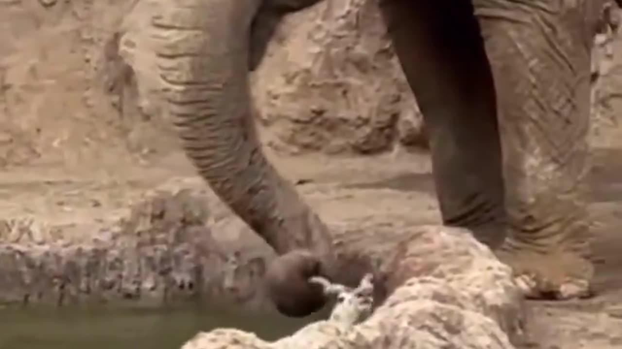 Elephant Saves Gazelle