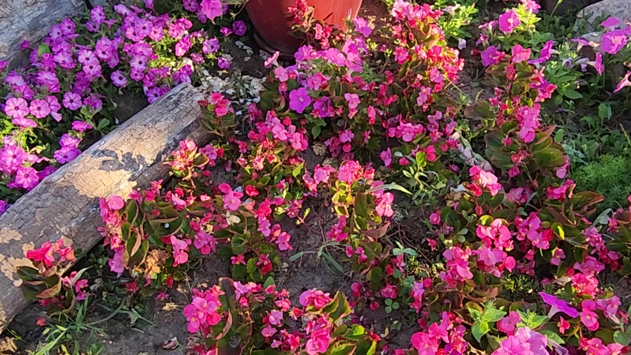 Good morning Flower Lovers World Wide,