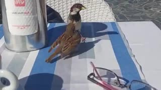 Dad sparrow feeding his child at a cafe