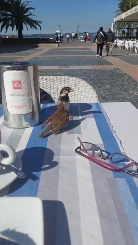 Dad sparrow feeding his child at a cafe