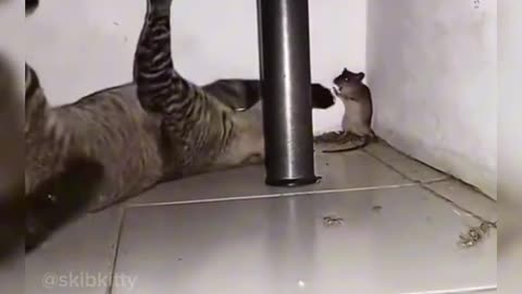 #Cat and rat