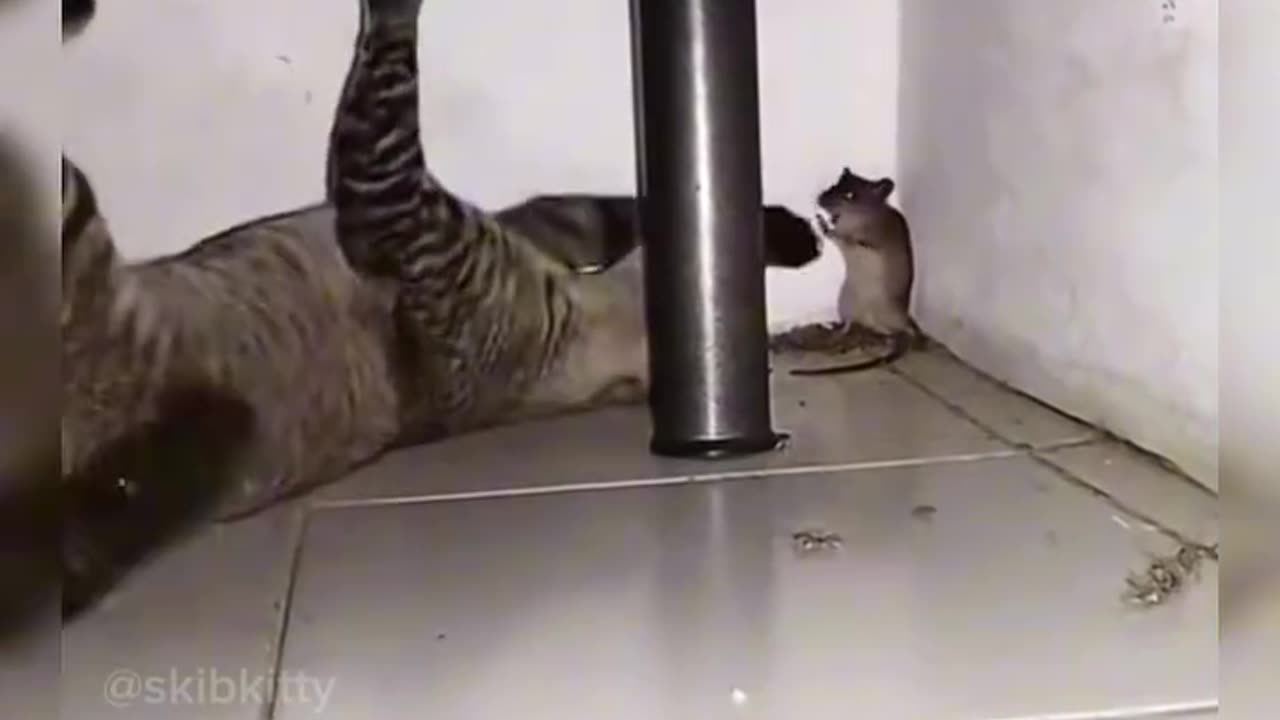 #Cat and rat