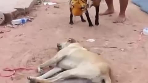 Funny situations