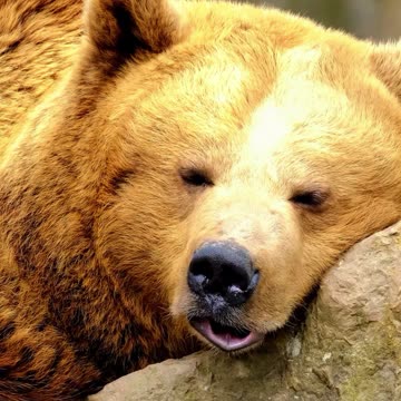 "Bearly" Awake 🐻☀️💤 | Sounds of Nature