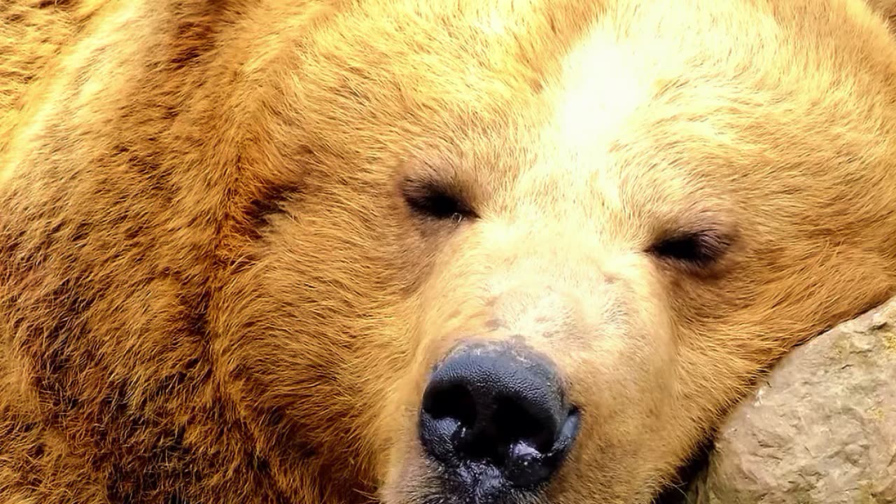 "Bearly" Awake 🐻☀️💤 | Sounds of Nature