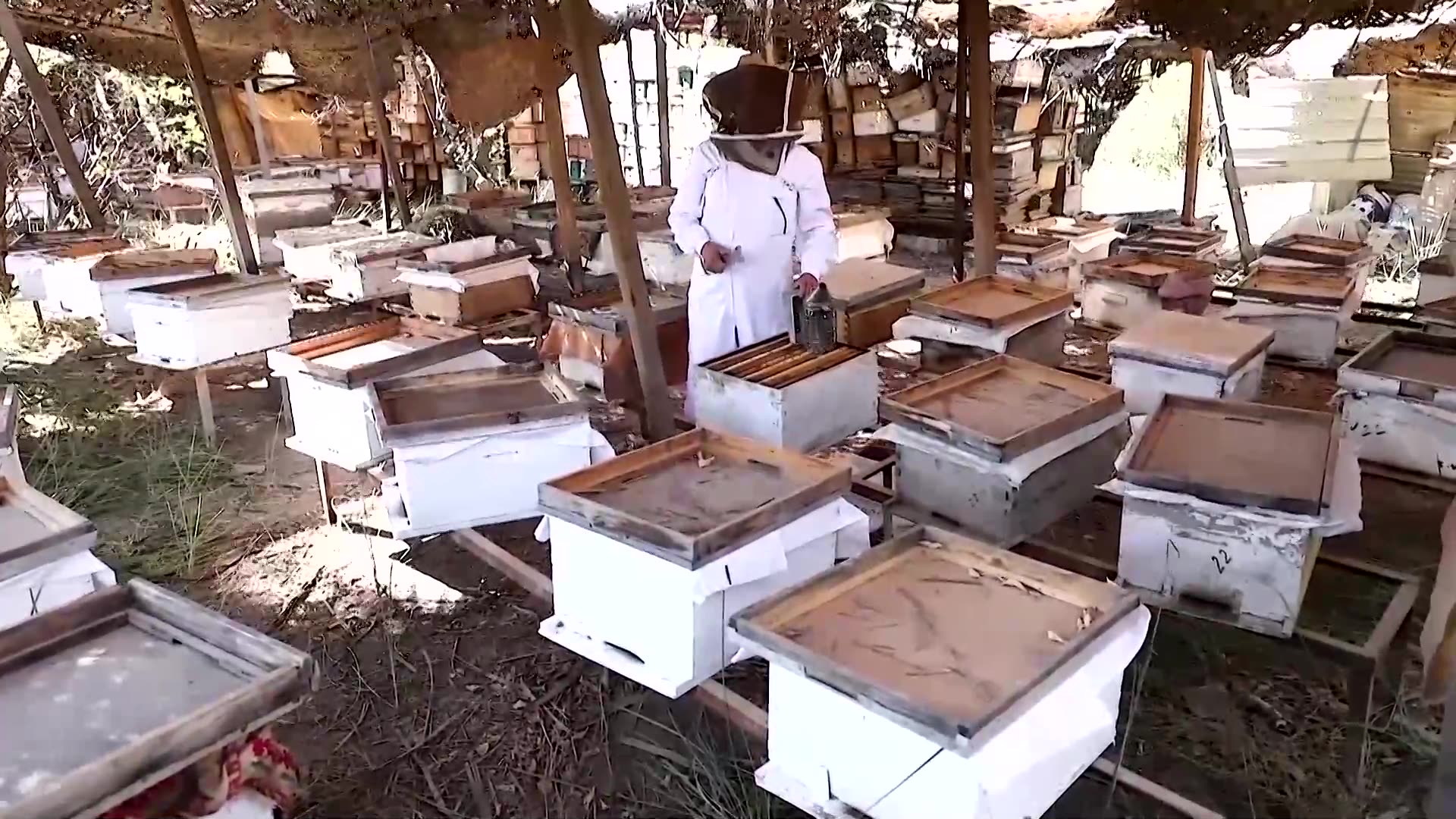 Bees, once buzzing in honey-producing Basra, hit by Iraqs water crisis
