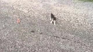 😂👀 This Dog's Reaction is GOLD! | FunFM