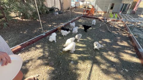 Yum food for chicks