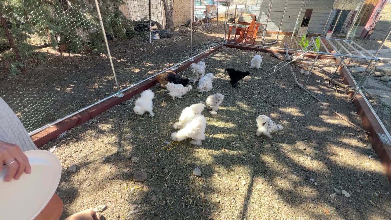 Yum food for chicks