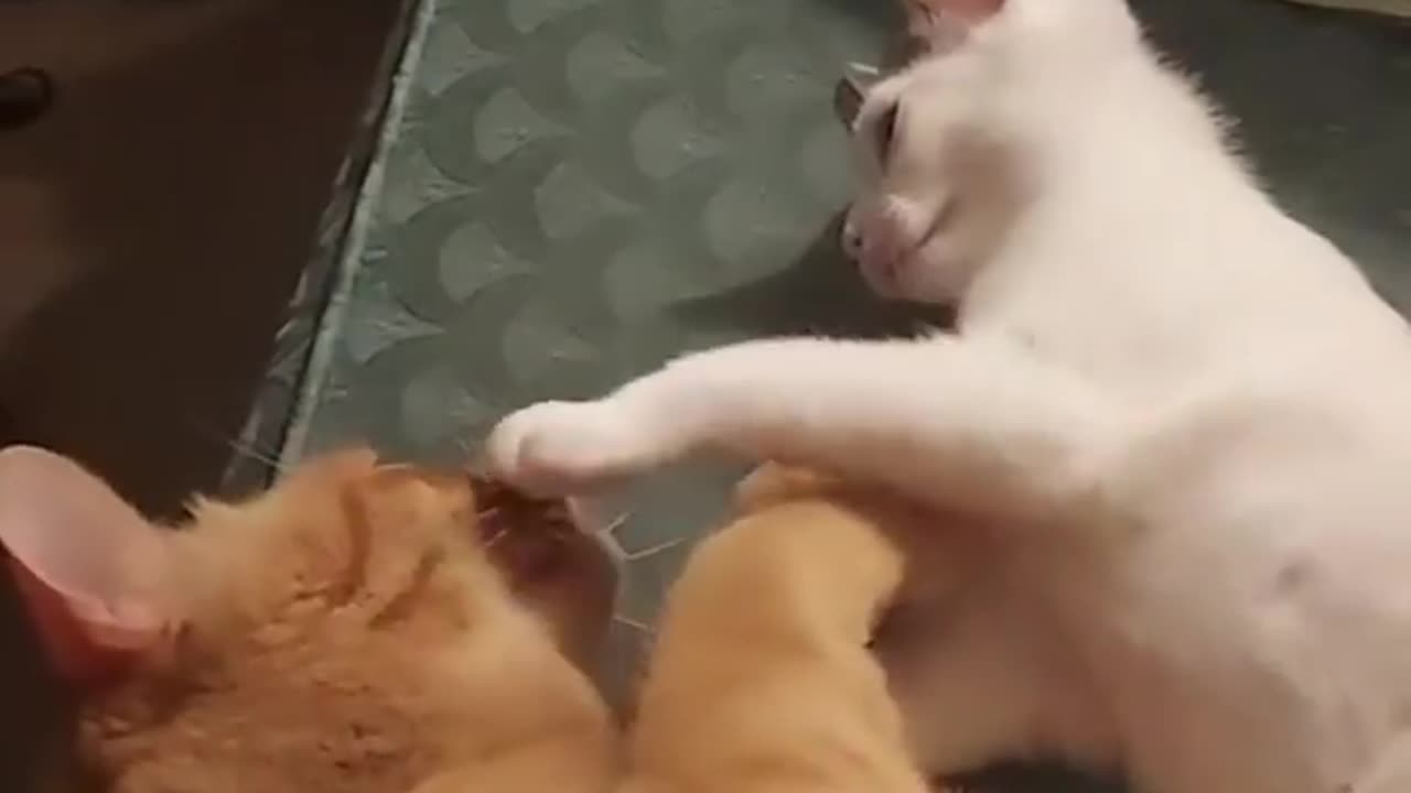 🐱 Cats Trying to Fit Into Impossible Places 🏠🐱 #cat #funny #cute #926