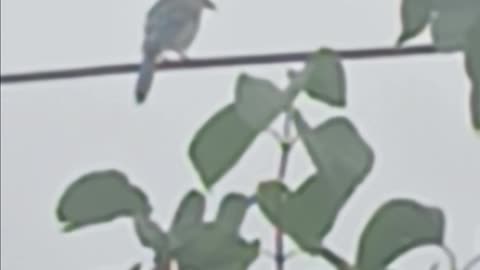 Blue Jay