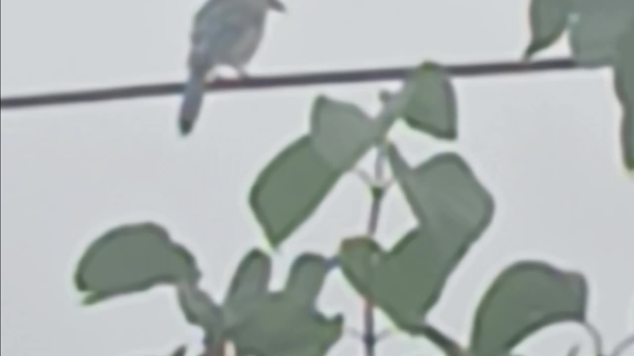 Blue Jay