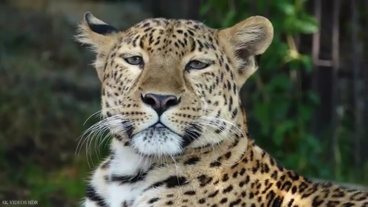 ANIMALS_OF_AMAZON_RAINFOREST_8K_Ultra_HD_–_Jungle_Wildlife_an