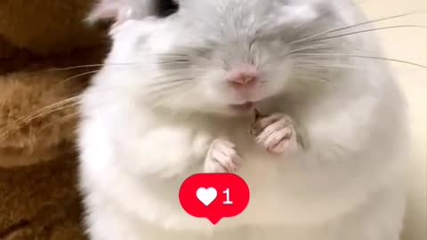 Omg...Those cute tiny little hands hodling thing, cute mice
