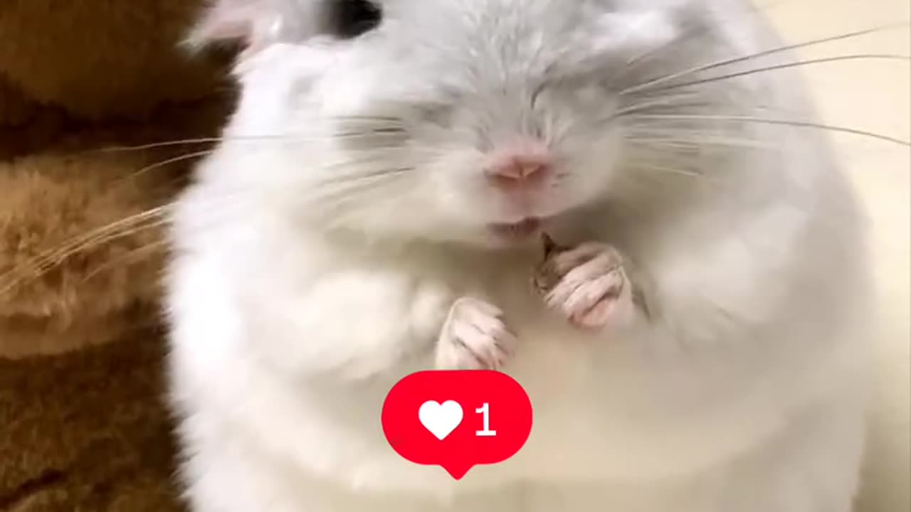 Omg...Those cute tiny little hands hodling thing, cute mice