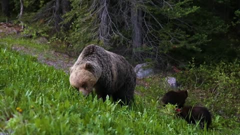 Top 10 Things To Do In Grand Teton National Park, Wyoming | Epic Views, Wildlife & Trails In 4K