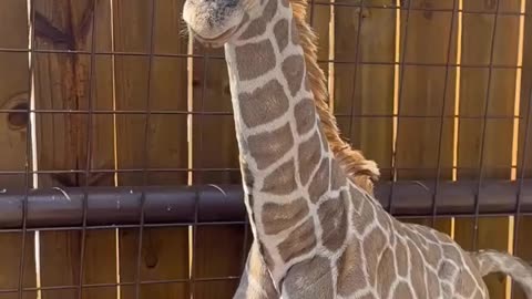 Curious Young Giraffe Exploring – Pui de Girafă Curios Descoperă Lumea 🦒👀🌍