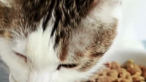 This Cat Is a Tiny Ball of Chaos… and We LOVE It! 😹💥