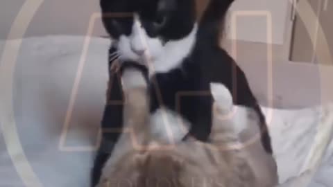 Funny animals video