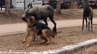 Dog thinks he found new friends!