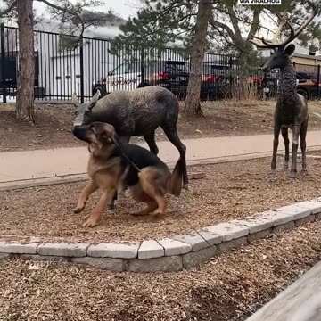 Dog thinks he found new friends!