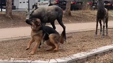 Dog thinks he found new friends!