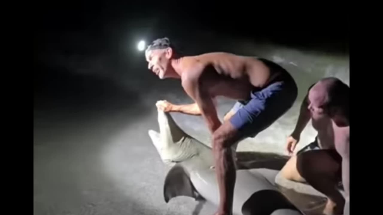 Vacationer Bitten in the Leg while Playing with Unamused Shark
