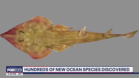 Hundreds of new marine species discovered