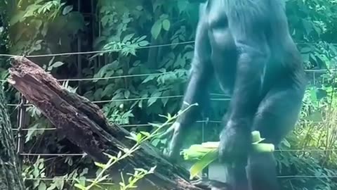 😱🤣 Gorilla Enclosure: What Happens Next? | FunFM