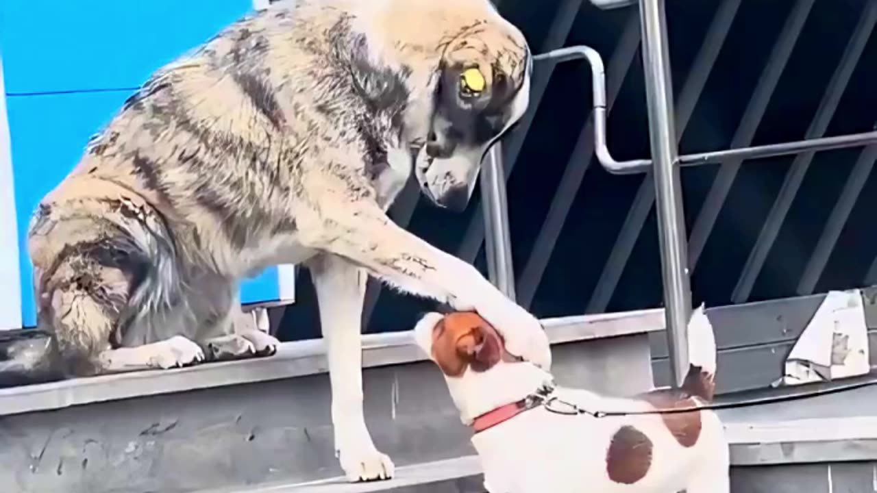 This stray dog comforts another dog while he waits for his human to come from the shop. #dog #dogs