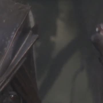 Can a Bat Really Get Tangled in Your Hair? Here is the Surprising Truth!