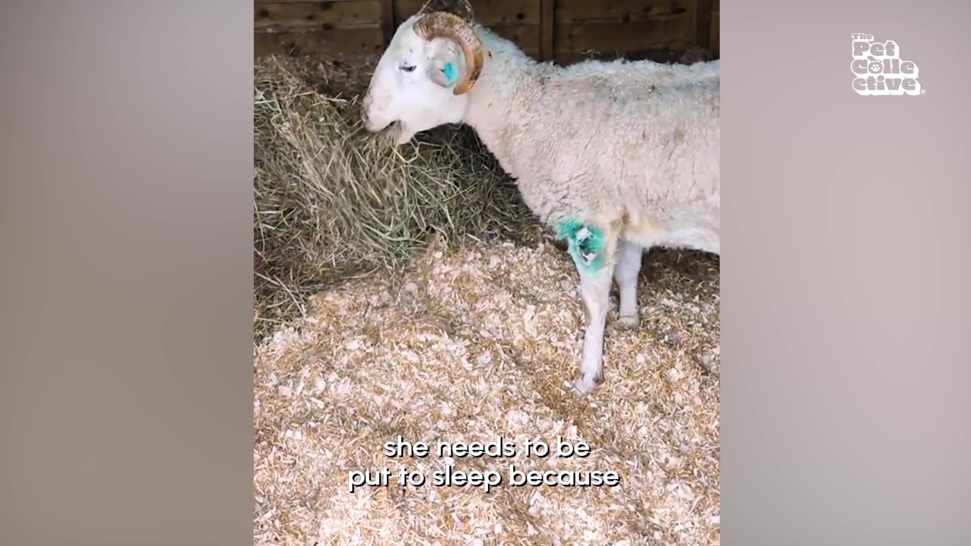 ENFEEBLED WEDNESDAY 8/6/25